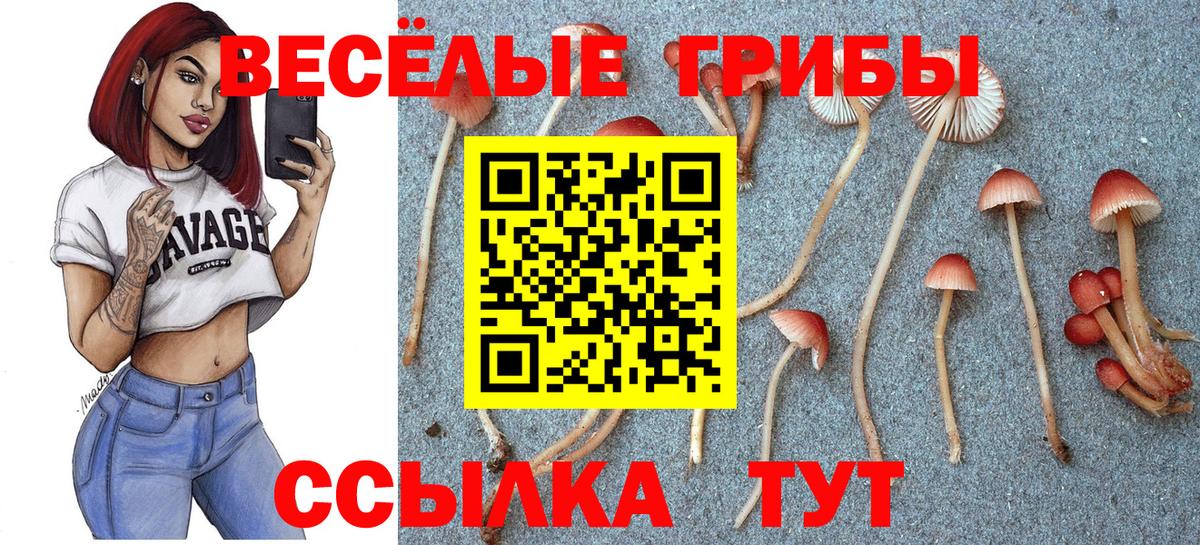 Псилоцибиновые грибы ЛСД  как найти   Темрюк  Вход с VPN  Псилоцибиновые грибы Psilocybine cubensis 